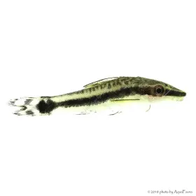 Macrotocinclus affinis - Törpe szívóharcsa
