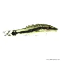 Macrotocinclus affinis - Törpe szívóharcsa