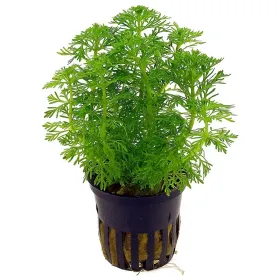 Limnophila sessiliflora