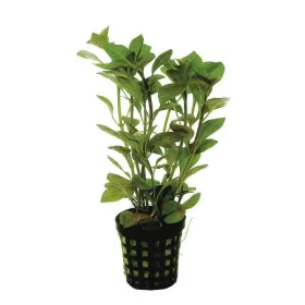 Ludwigia repens