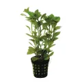 Ludwigia repens