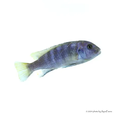 Maylandia (Metriaclima) pulpican "Kingsizei"