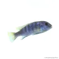 Maylandia (Metriaclima) pulpican "Kingsizei"