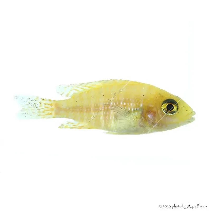Maylandia estherae - Narancs zebrasügér (Rot-rot)