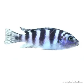 Maylandia lombardoi