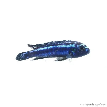 Melanochromis cyaneorhabdos - Maingano kéksügér