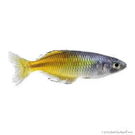 Melanotaenia boesemani - Bosemani kalászhal