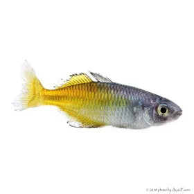 Melanotaenia boesemani - Bosemani kalászhal