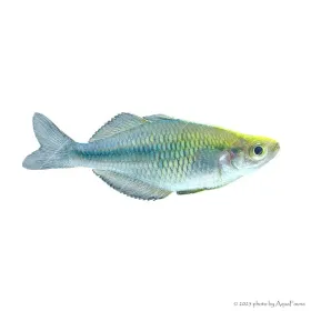 Melanotaenia lacustris - Türkiz kalászhal