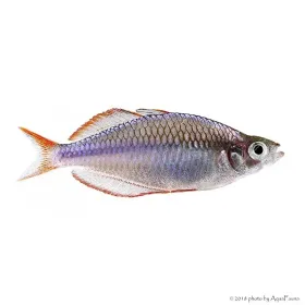 Melanotaenia praecox - Neonkalászhal