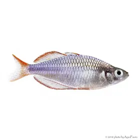 Melanotaenia praecox - Neonkalászhal