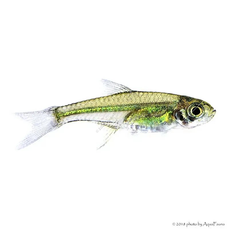 Microdevario kubotai
