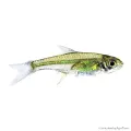 Microdevario kubotai