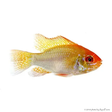 Mikrogeophagus ramirezi - Arany pillangó tarkasügér
