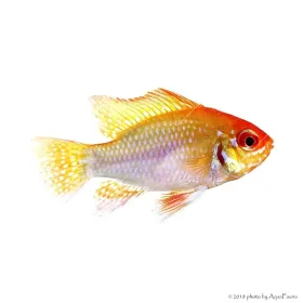 Mikrogeophagus ramirezi - Arany pillangó tarkasügér