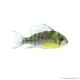 Mikrogeophagus altispinosus - Bolíviai pillangó tarkasügér