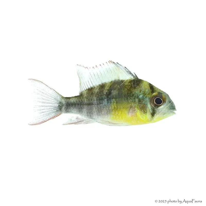 Mikrogeophagus altispinosus - Bolíviai pillangó tarkasügér