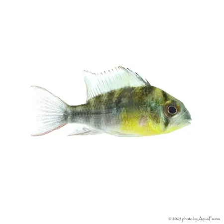 Mikrogeophagus altispinosus - Bolíviai pillangó tarkasügér