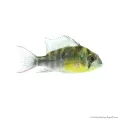 Mikrogeophagus altispinosus - Bolíviai pillangó tarkasügér