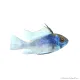 Mikrogeophagus ramirezi - Kék Pillangó tarkasügér