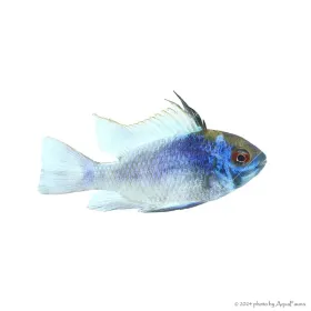 Mikrogeophagus ramirezi - Kék Pillangó tarkasügér