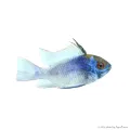 Mikrogeophagus ramirezi - Kék Pillangó tarkasügér