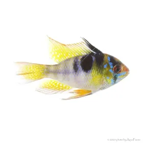 Mikrogeophagus ramirezi - Pillangó tarkasügér