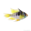Mikrogeophagus ramirezi - Pillangó tarkasügér