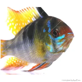 Mikrogeophagus ramirezi - Pillangó tarkasügér