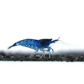 Neocaridina davidi (heteropoda) var. Blue dream - Blue dream garnéla