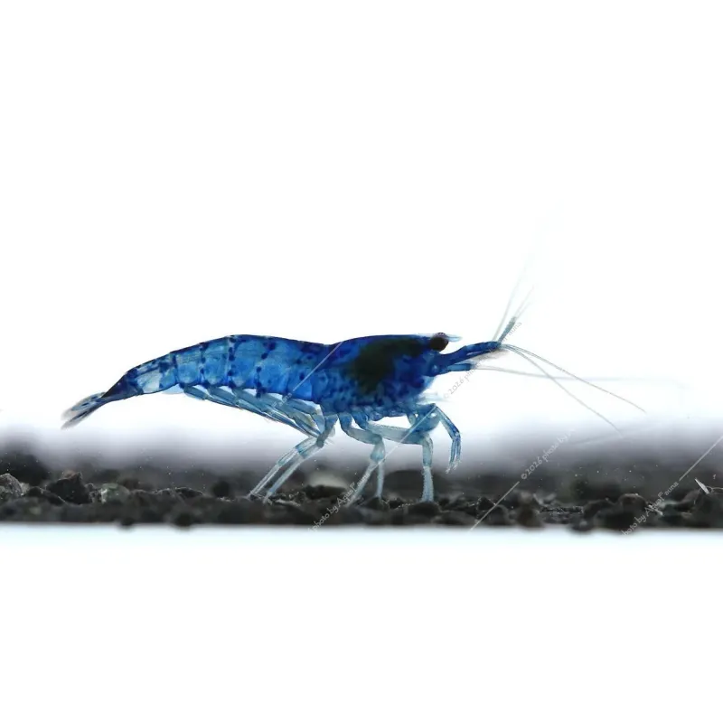 Neocaridina davidi (heteropoda) var. Blue dream - Blue dream garnéla