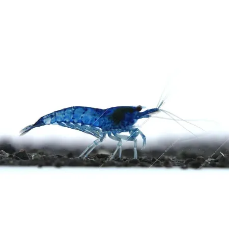 Neocaridina davidi (heteropoda) var. Blue dream - Blue dream garnéla
