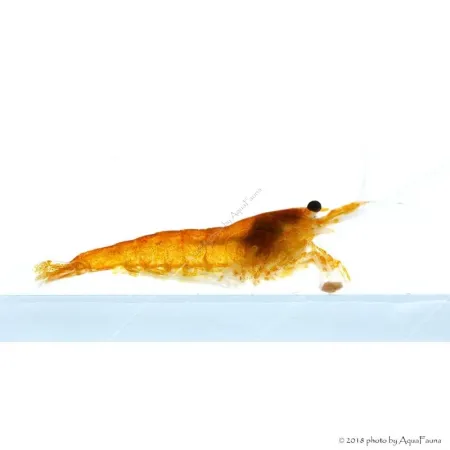 Neocaridina davidi (heteropoda) var. Orange - Orange Sakura garnéla