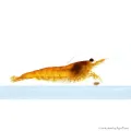 Neocaridina davidi (heteropoda) var. Orange - Orange Sakura garnéla