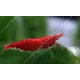 Neocaridina davidi (heteropoda) var. Red Sakura - Red Sakura garnéla