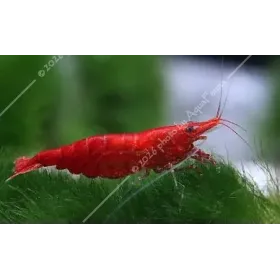 Neocaridina davidi (heteropoda) var. Red Sakura - Red Sakura garnéla