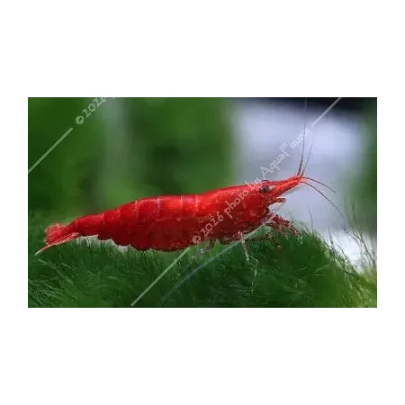Neocaridina davidi (heteropoda) var. Red Sakura - Red Sakura garnéla