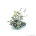 Nano dekoráció - Seiryu - Red moor (0,5 kg)