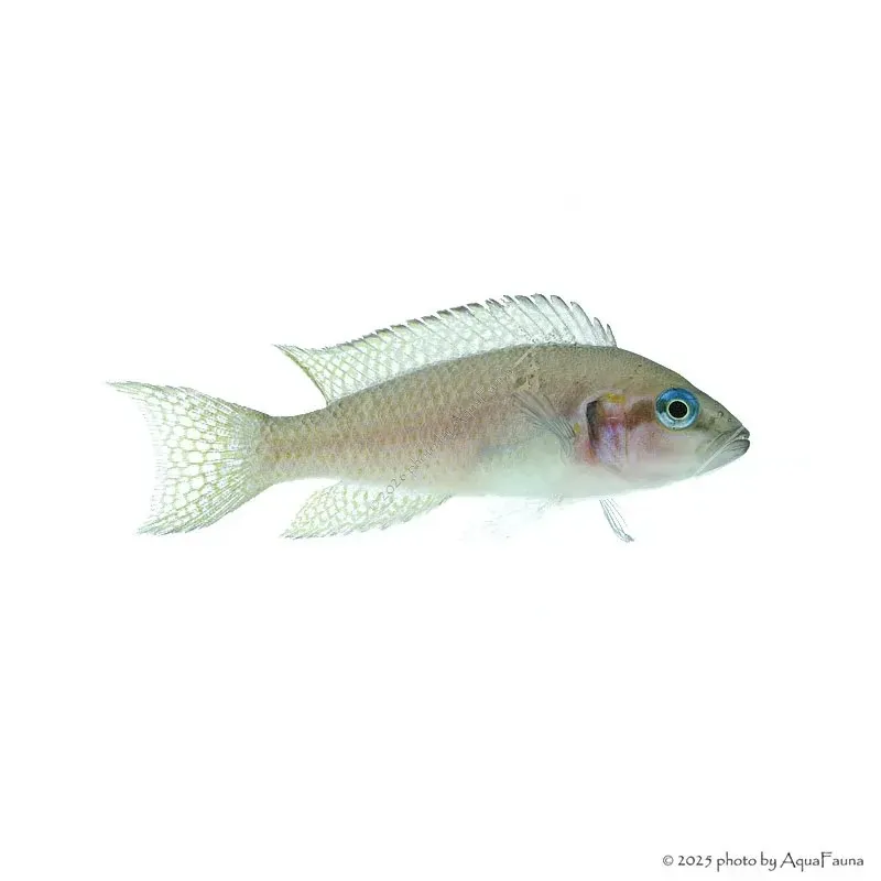 Neolamprologus brichardi - Porcelánsügér
