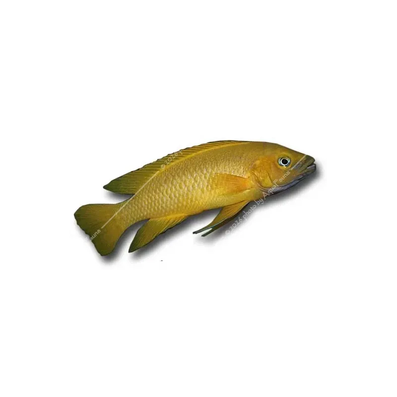 Neolamprologus leleupi - Citromsügér