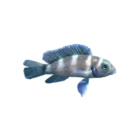 Neolamprologus tretocephalus - Tanganyikai ötcsíkos sügér