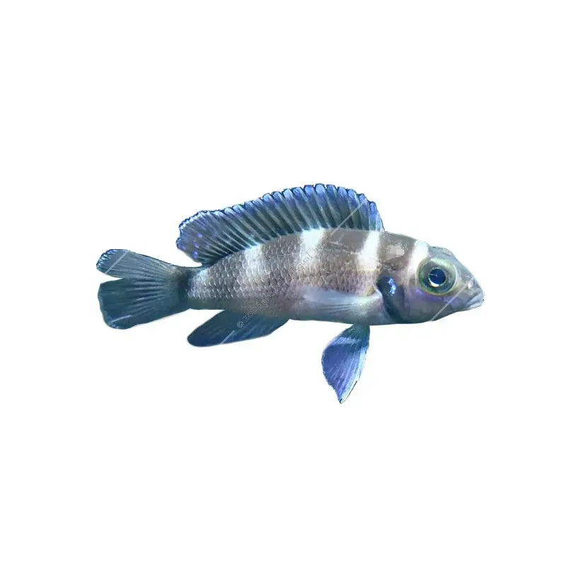 Neolamprologus tretocephalus - Tanganyikai ötcsíkos sügér