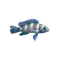 Neolamprologus tretocephalus - Tanganyikai ötcsíkos sügér
