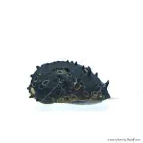 Neritina juttingae - King Koopa csiga