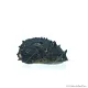 Neritina juttingae - King Koopa csiga