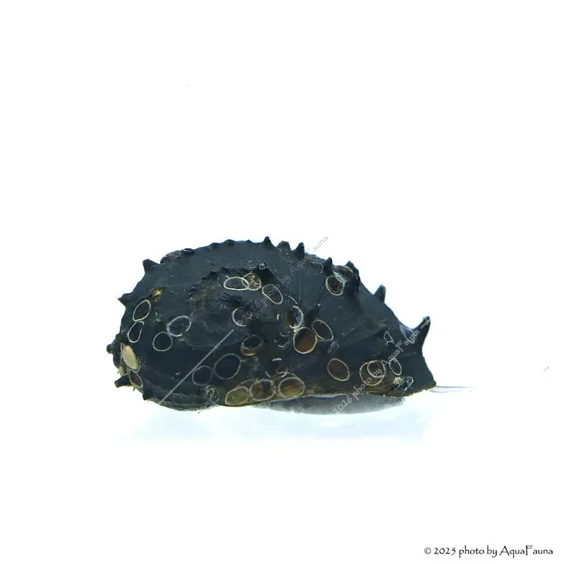 Neritina juttingae - King Koopa csiga