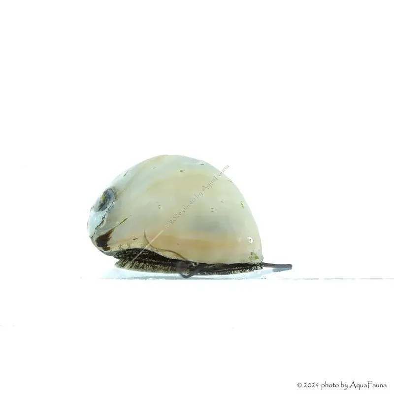 Neritina pulligera Gold - Arany sisakcsiga