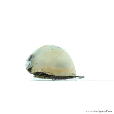 Neritina pulligera Gold - Arany sisakcsiga