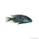 Otopharynx tetrastigma - Pompás metálsügér