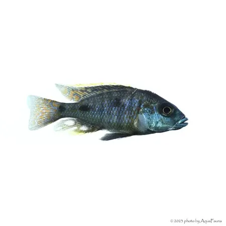 Otopharynx tetrastigma - Pompás metálsügér